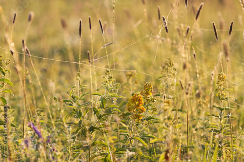 wild grass in morning dew © drakuliren