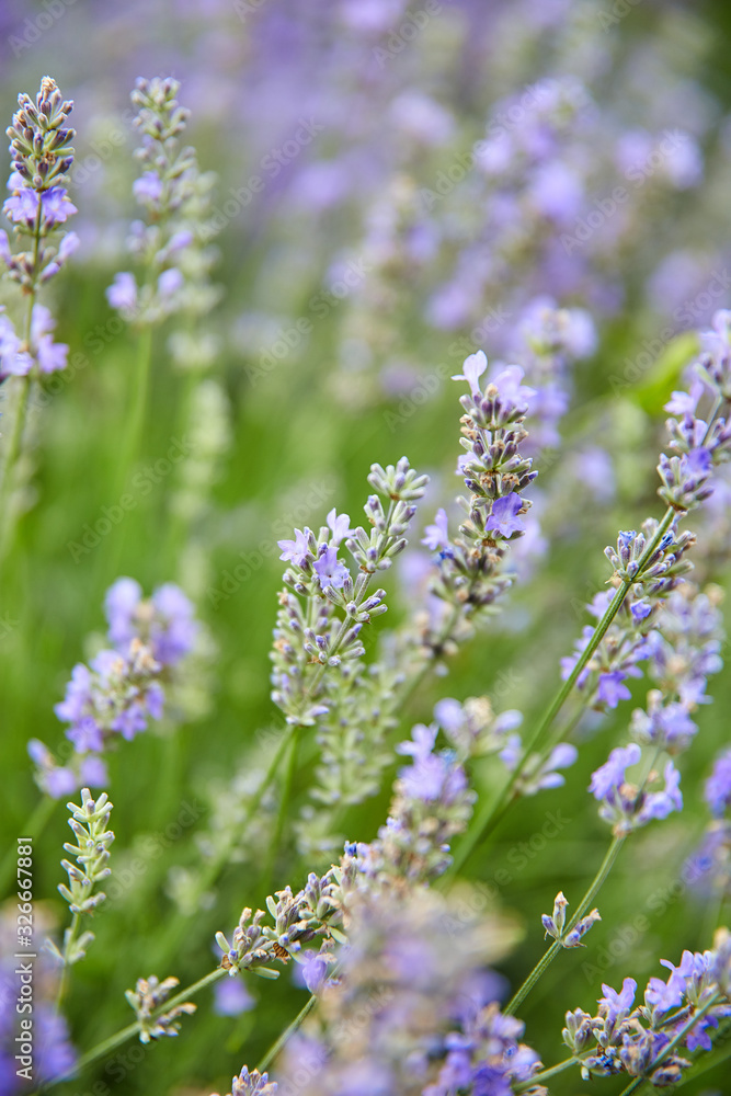 .Close up of Lavender bushes on sunset in summer, Lavender field in sunlight. .Close up of Lavender bushes on sunset in summer, Lavender field in sunlight.