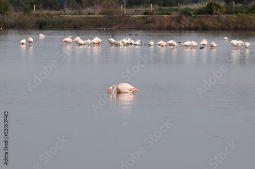 Beautiful flamingos swimming in the lake
