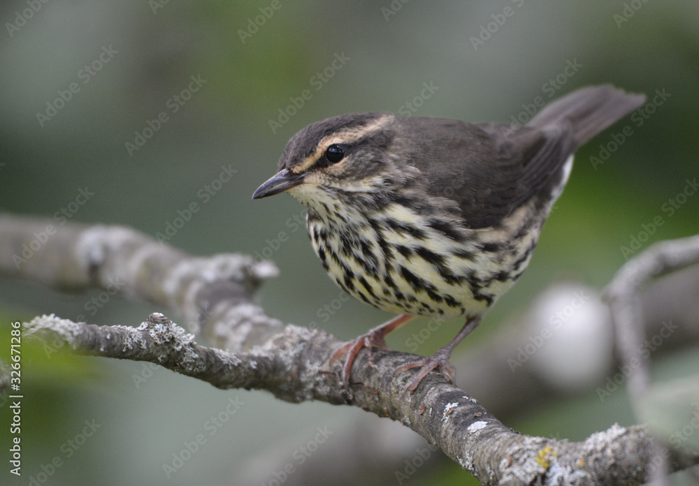 Northern Waterthrush Northern Waterthrush