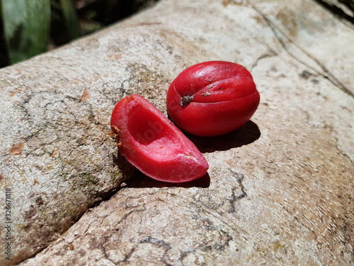 Fruit, Seed of Virola surinamensis, known commonly as baboonwood, ucuuba, ucuhuba and chalviande, is a species of flowering plant in the family Myristicaceae. Amazon rainforest, Brazil photo