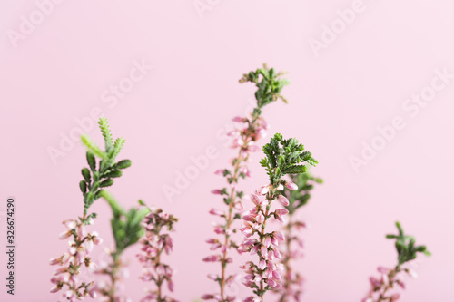 Beautiful pink heather flowers background for wedding or love greetings