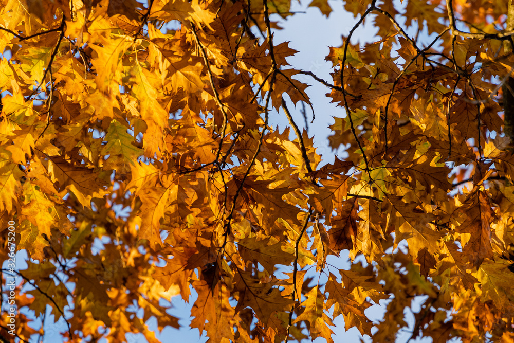 Huge red oak Quercus rubra against blue sky. Golden leaves of red oak at sunset. Autumn landscape. Nature concept for design. Huge red oak Quercus rubra against blue sky. Golden leaves of red oak at sunset. Autumn landscape. Nature concept for design.