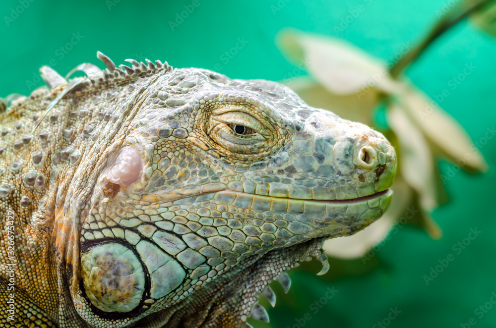 Fototapeta premium big iguana on a green background close up