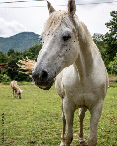 Portrait of a white horse in the field
