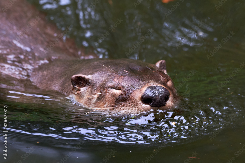 Fototapeta premium European Otter (Lutra Lutra) Swimming 