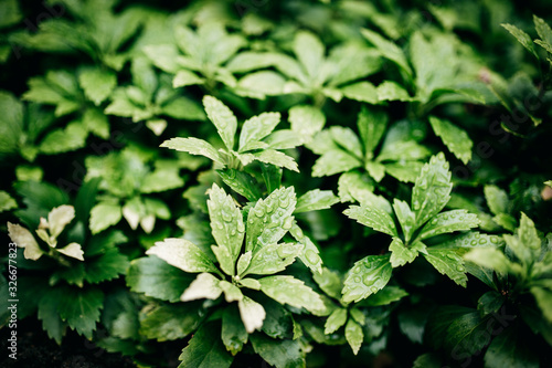 Wallpaper Mural Regen Torontodigital.ca