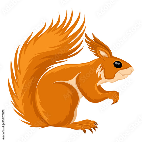 Cute orange squirrel on a white background.