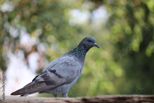 Close up shot of a pigeon