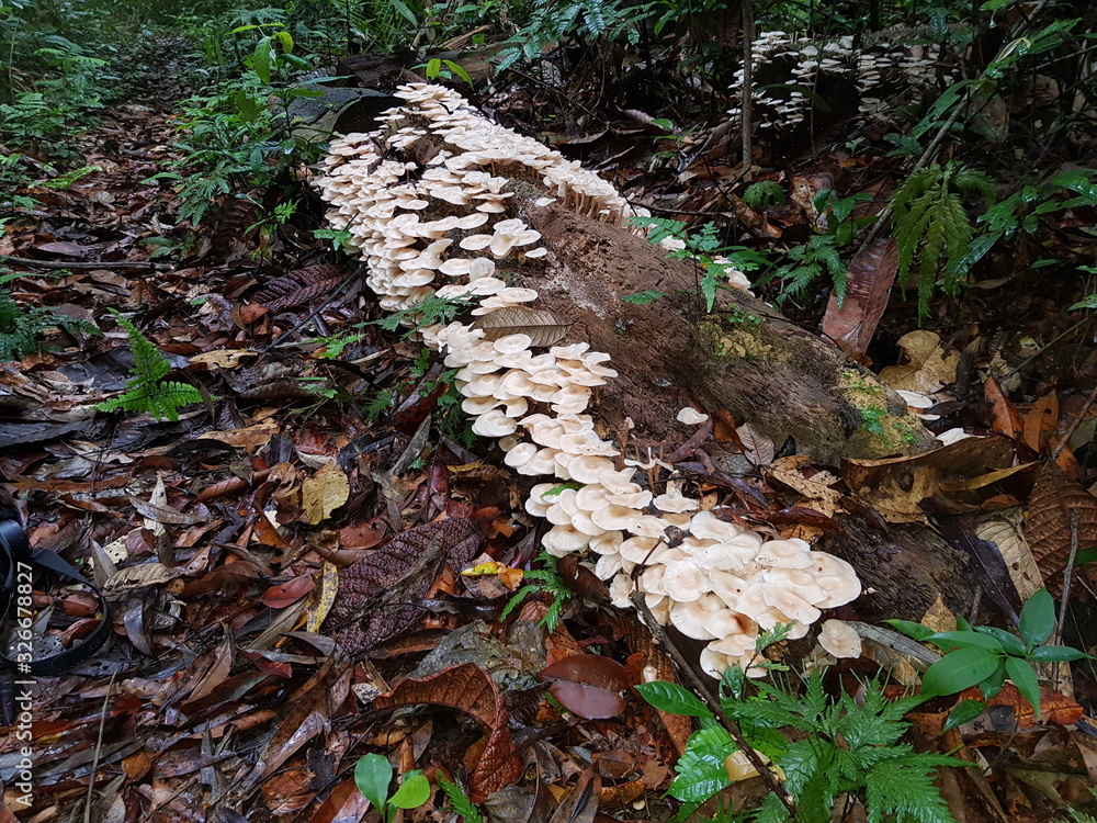 Colony of fungi growing on a rotting tree trunk in the Amazon ...