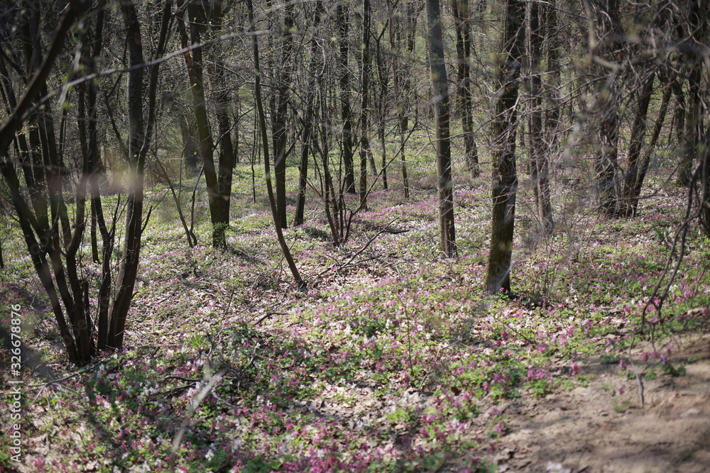 spring primroses on nature in spring, spring forest, background spring primroses on nature in spring, spring forest, background