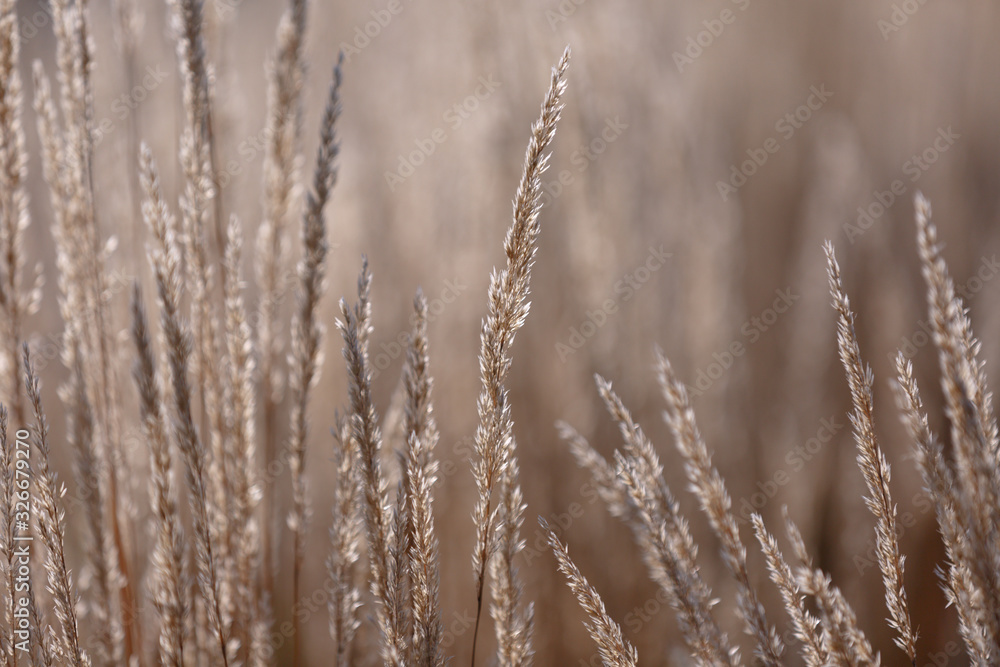 Golden spikelets of grass in the sun on a blurred natural background Golden spikelets of grass in the sun on a blurred natural background