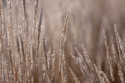 Golden spikelets of grass in the sun on a blurred natural background