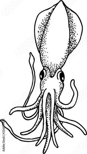 Disegno di Pesce Seppia con tentacoli