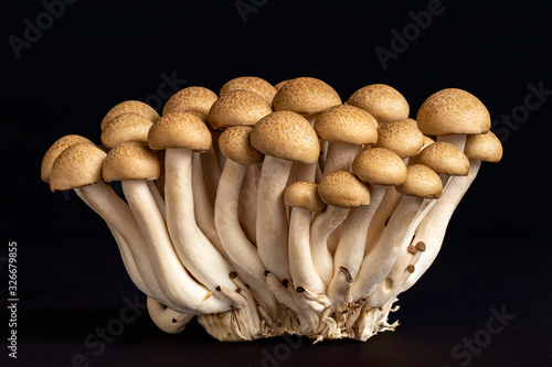 Bunch uf buna-shimeji, or Japanese brown beech mushrooms isolated over a black background.