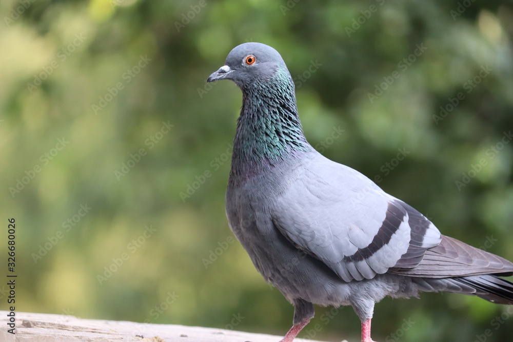 A portrait of a pigeon with beautiful hackle feathers A portrait of a pigeon with beautiful hackle feathers