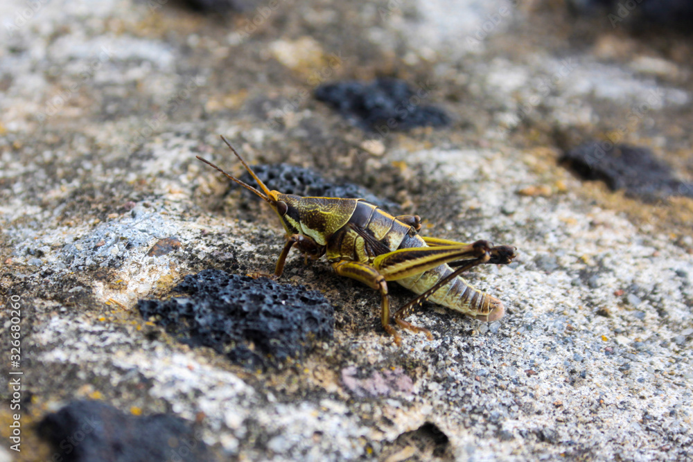 Saltamontes Saltamontes