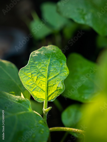 Bright Thai Eggplant Leaf