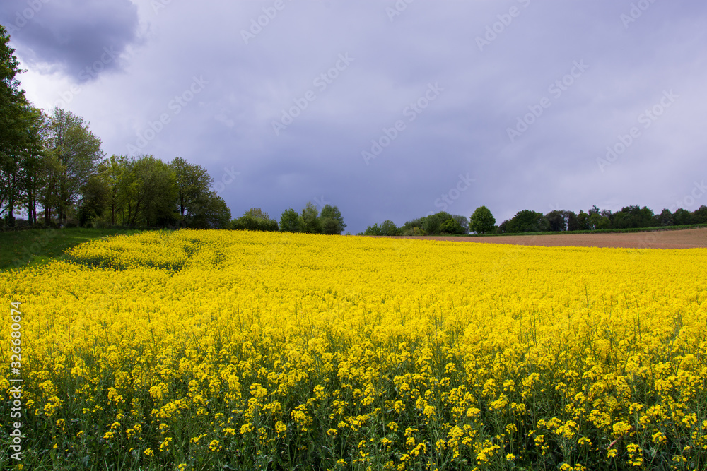 Rapsfeld unter stürmischem Himmel