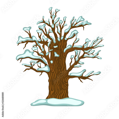 Winter oak covered with snow isolate on a white background. Vector graphics.