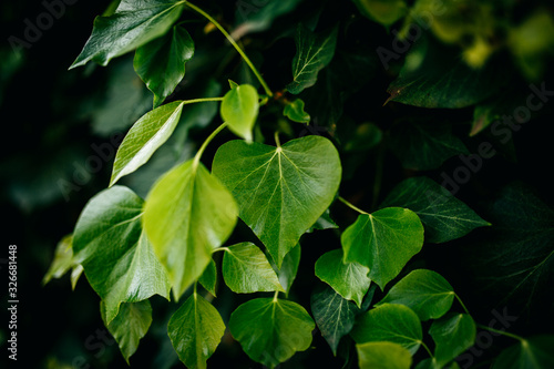 Wallpaper Mural Herzblatt Torontodigital.ca