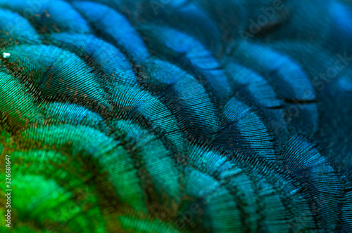 Close-up of the  peacock feathers .Macro blue feather, Feather, Bird, Animal. Macro photograph. © Thanumporn