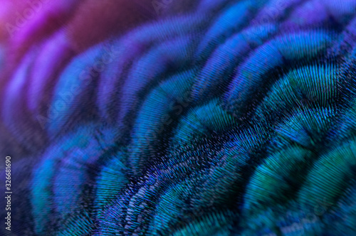 Close-up of the  peacock feathers .Macro blue feather, Feather, Bird, Animal. Macro photograph.