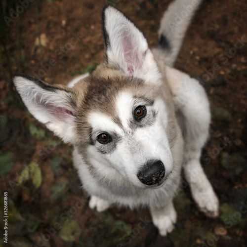Portrait of Alaskan Malamute puppy