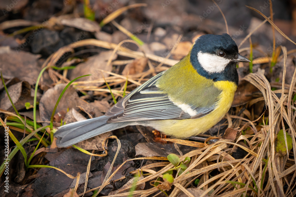 Fototapeta premium great tit or yellow-bellied tit bird