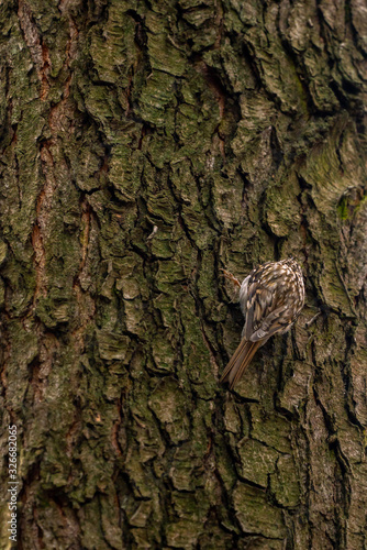 Eurasian treecreeper or common treecreeper sitting on tree photo