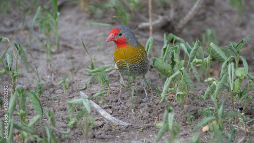 Green-winged Pytilia on the ground photo