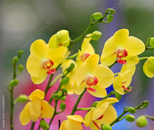 Butterfly orchid in full bloom, close-up