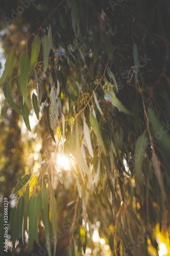 Sunlight peeking through the eucalyptus leaves