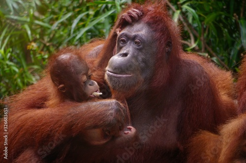 Beautiful portrait of a Sumatran mother orangutan (Pongo abelii) holding her infant in her arm, watching as it eats a piece of sugarcane. Selective focus and some motion blur.