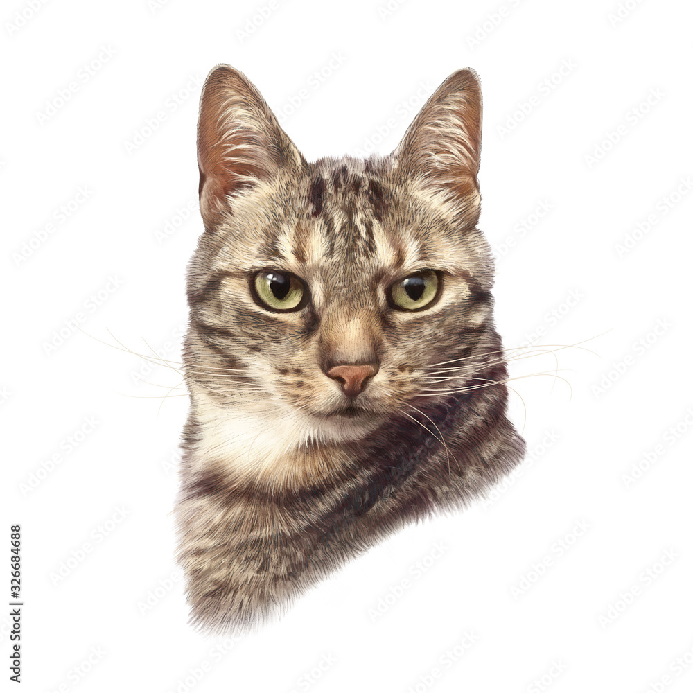 Cute striped cat isolated on white background. Realistic drawing of a cat with green eyes. Animal art collection for pet shop, nursery. Good for print  T shirt. Hand painted illustration of pets