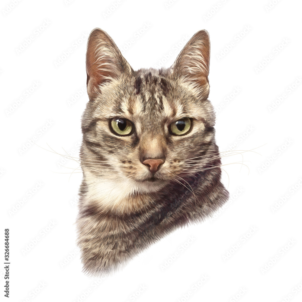 Fototapeta premium Cute striped cat isolated on white background. Realistic drawing of a cat with green eyes. Animal art collection for pet shop, nursery. Good for print T shirt. Hand painted illustration of pets