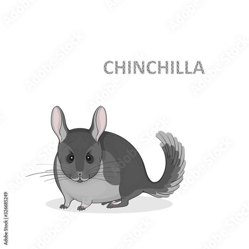 Vector illustration, a cartoon cute grey chinchilla, isolated on a white background.