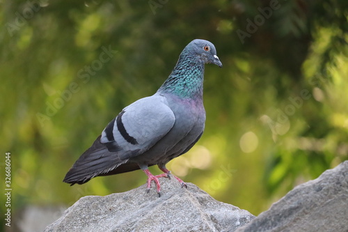 Feral pigeon standing on the street