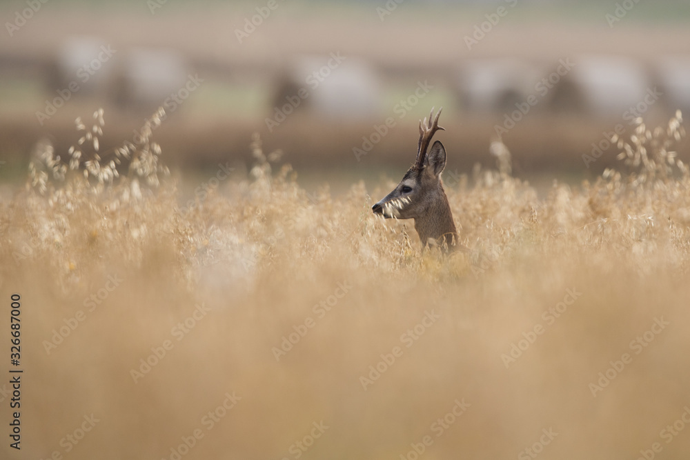 Roebuck - buck (Capreolus capreolus) Roe deer - goat Roebuck - buck (Capreolus capreolus) Roe deer - goat