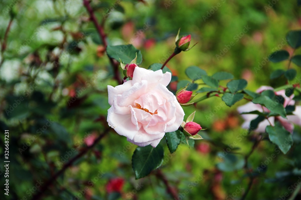 Beautiful rose in the summer garden Beautiful rose in the summer garden