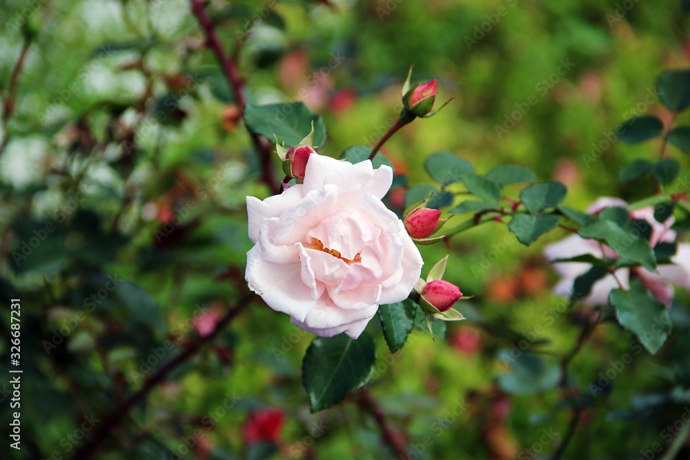 Beautiful rose in the summer garden