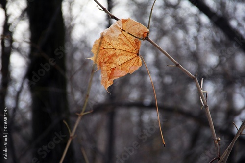 Dried flowers and brunches in autumn with leaves