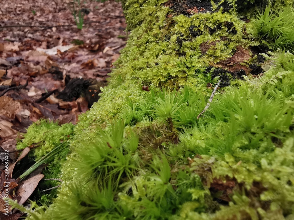 Fototapeta premium Mousse fôret