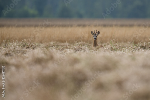 Roebuck - buck (Capreolus capreolus) Roe deer - goat