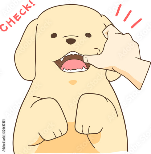 ゴールデンレトリバーの子犬（歯をチェック）