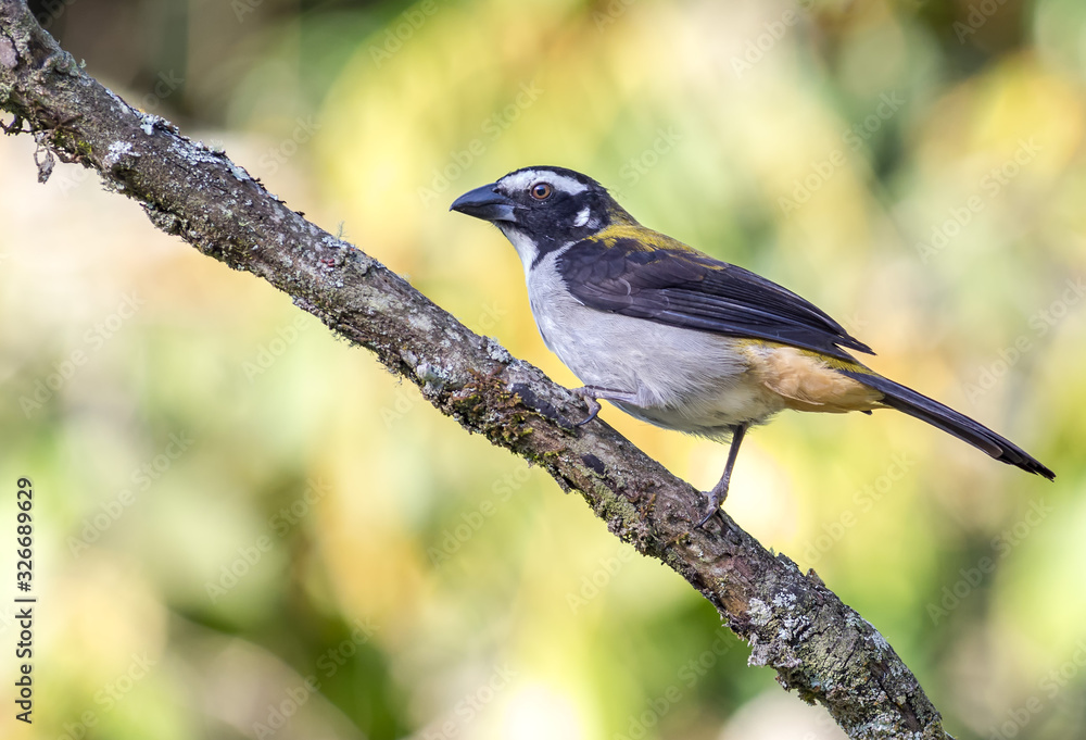 Obraz premium Saltator bird standing on the branch
