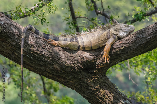 Photography Big iguana resting on a branch tree