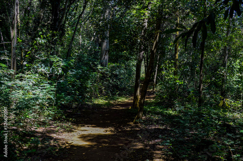 Interior de floresta tropical escura 