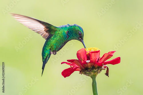 Fototapeta Symbiosis of the hummingbird and the flower