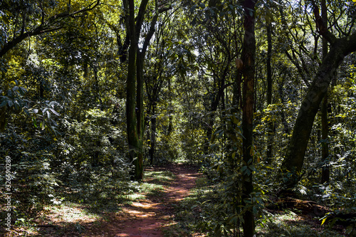 Interior de floresta tropical escura photo